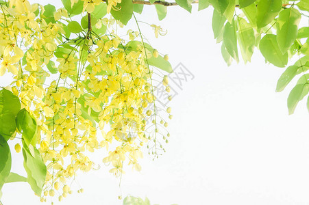 柯克坠落CassiaCassia瘘管病黄色花朵背景