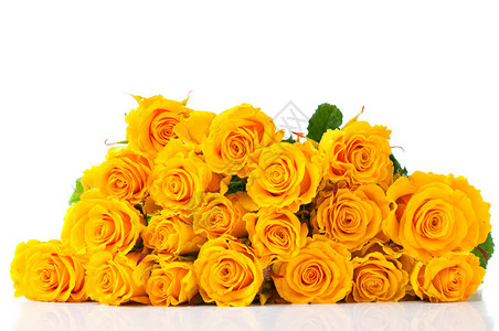 白色背景的黄色玫瑰花图片