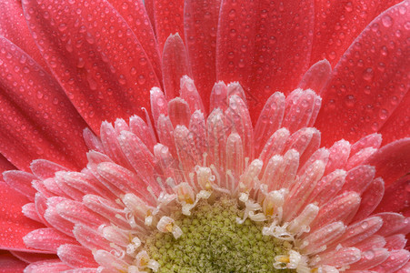 带有水滴的粉色Gerber雏菊的微距图片