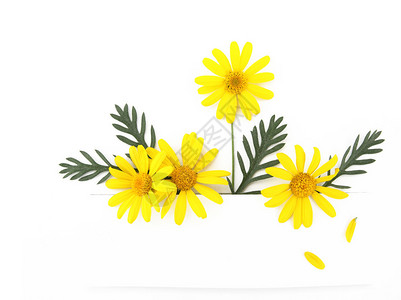 黄色雏菊花横幅背景图片