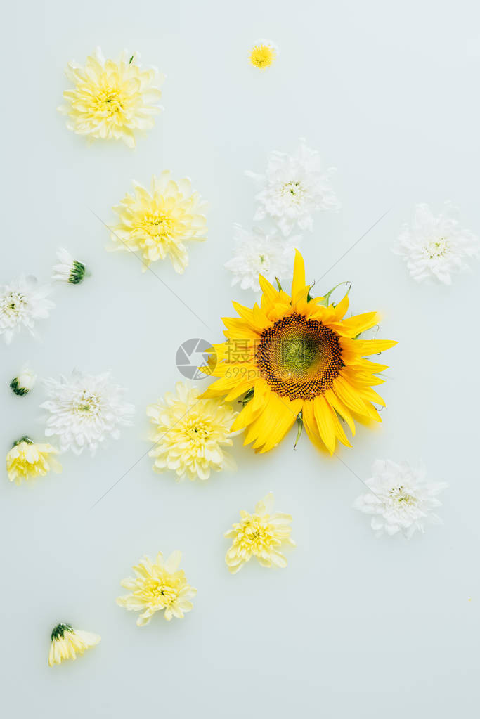 牛奶中黄色向日葵和菊花的顶视图图片