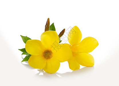 白色背景上的黄色花背景图片