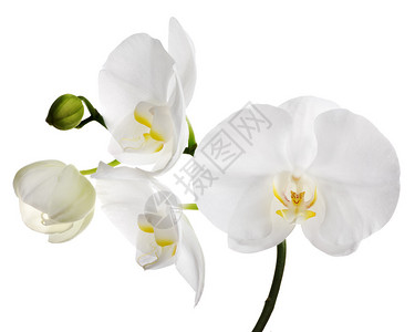 孤立在白色背景上的兰花背景图片