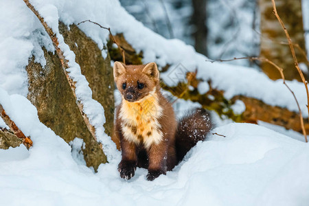 沃辛顿单黄鼠狼坐在雪地上背景