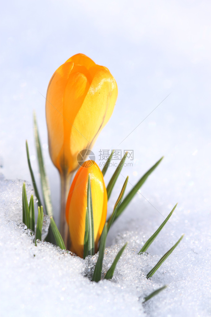 三月的黄色番红花和雪图片