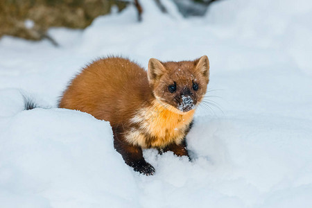 单黄鼠狼坐在雪地上高清图片