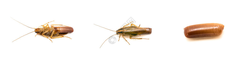 氯化蟑螂周期生命周期图片