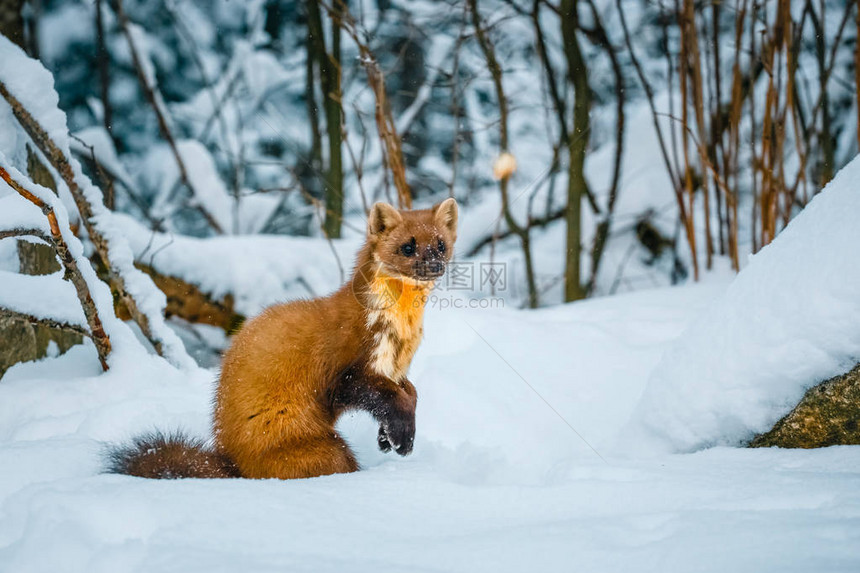 单黄鼠狼坐在雪地上图片