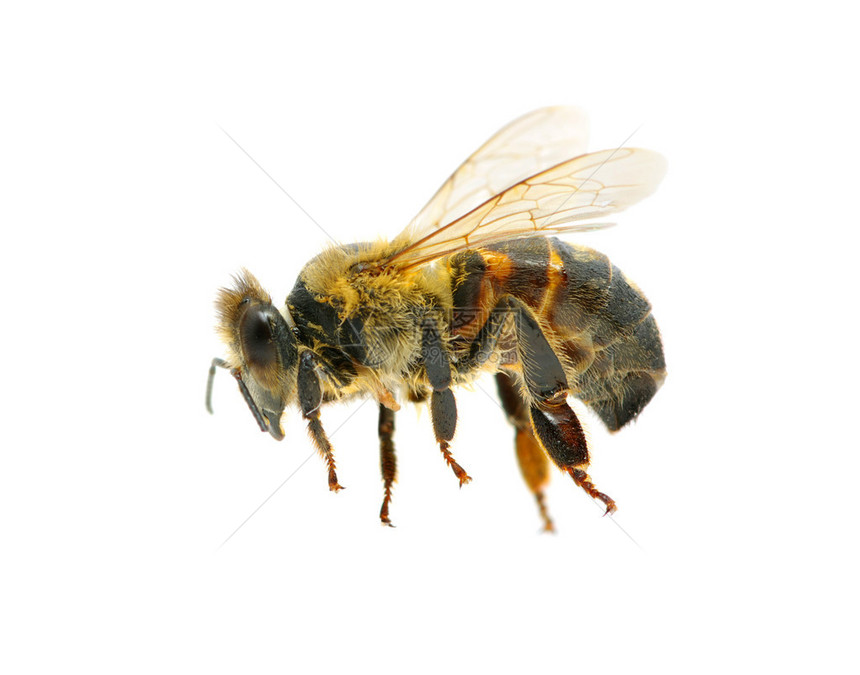 白飞的蜜蜂图片