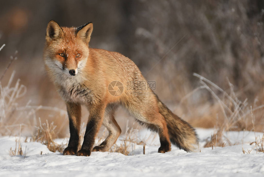 冬天在自然栖息地的好奇狐狸图片