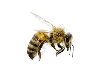 蜜蜂上白色孤立图片