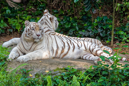 躺在大自然中的白虎图片