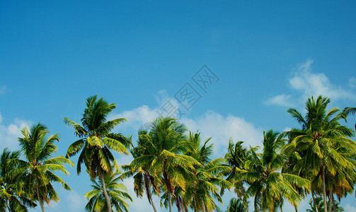 棕榈树在蓝天背景的一行图片