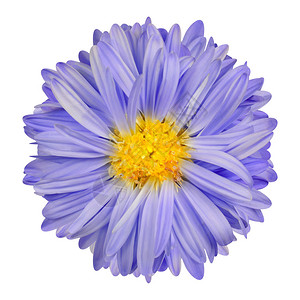 紫色花朵和狭窄的紫色花瓣以及白背景孤图片