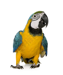 年轻的蓝黄青年MacawAraAraraun背景图片