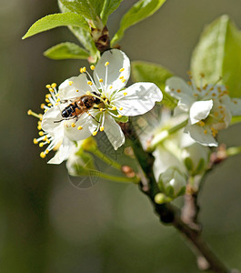 蜜蜂从果树花中采集花蜜图片