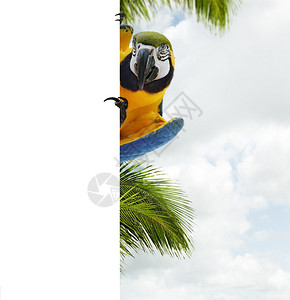 蓝色和黄色MacawParro图片
