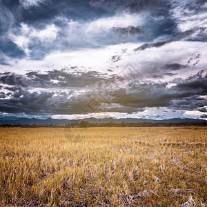 暴风云和雨前的黄色田野图片