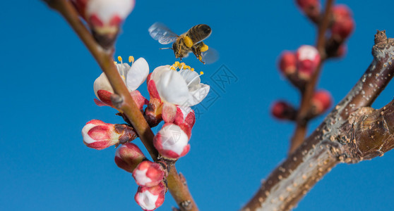 蜜蜂从花中采集花粉图片