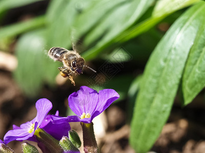 蜜蜂和蓝花图片