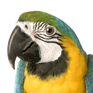 蓝色和黄色的Macaw在图片