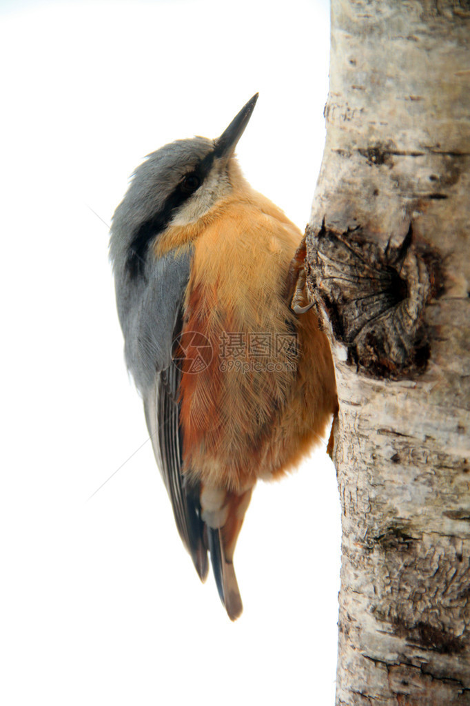 一只欧亚五子雀爬上树的特写镜头图片