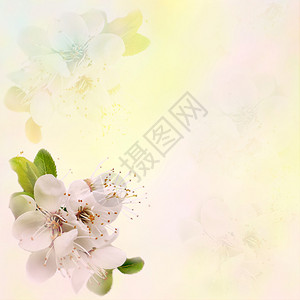盛香花牌和花樱桃用面粉彩色染背景图片