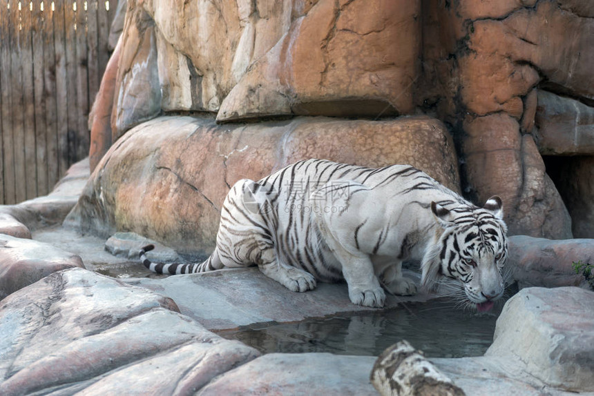 白虎在山上喝水图片
