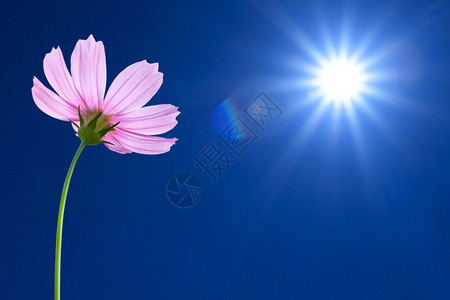 春天背景上的波斯菊花图片
