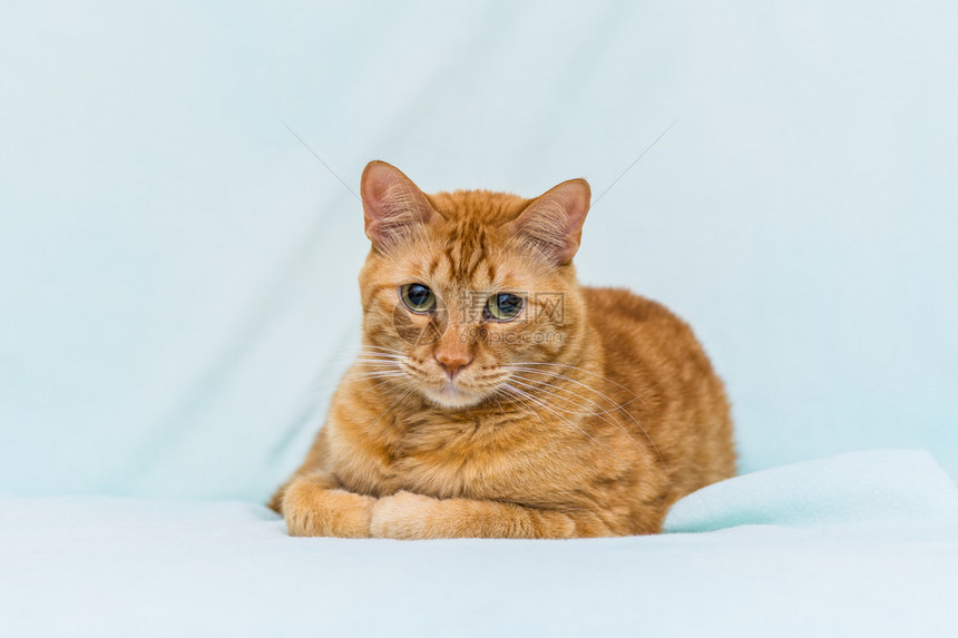 关闭橙色猫的肖像图片