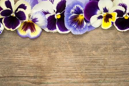 木制背景中三色堇花的三色堇边框图片