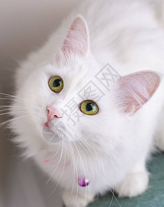 宠物动可爱的白猫土图片