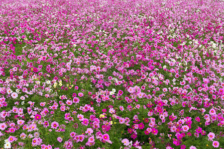 粉红波斯菊花田背景图片