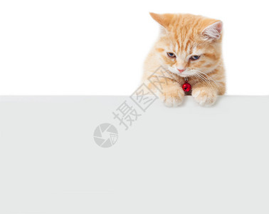 带白板的小姜英短毛猫图片