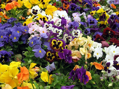 各种颜色的三色紫罗兰花的背景图片