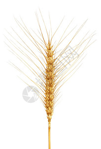 白色背景上小麦的特写图片