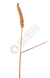 孤立在白色背景上的小麦单穗图片