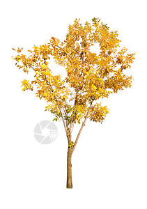 孤立在白色背景上的金色秋天树图片