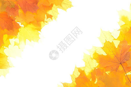 用白色背景的树叶制成的秋季装饰角图片