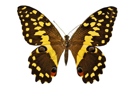 美丽的黑黄蝴蝶在白色背景图片