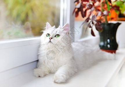 白猫躺在窗台上图片