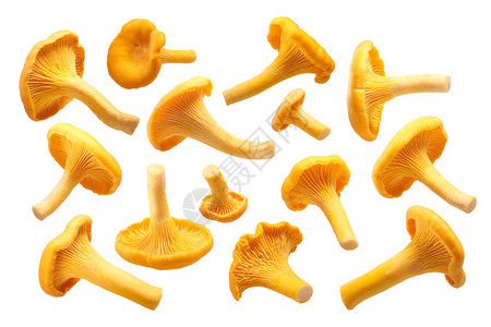 Chanterelles或girrolles蘑菇Catharelluscibarius图片