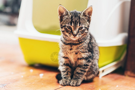 可爱的棕色欧洲小猫坐在木制镶木地板上图片