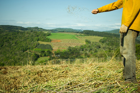 男子手在田间播种燕麦种子图片
