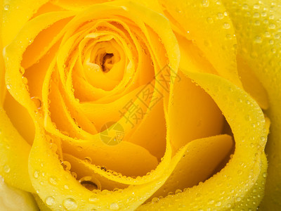 紧贴着美丽的清新黄玫瑰图片