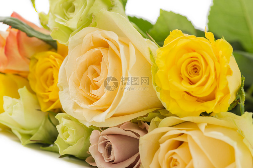 黄色绿色和丁香色的五颜六色的新鲜玫瑰花束图片