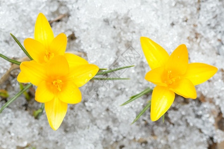 雪中黄花栗图片