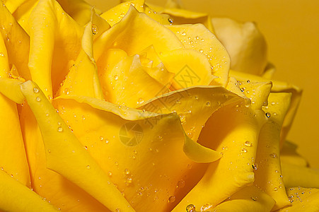 带有水滴的黄玫瑰背景图片