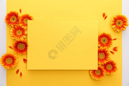 黄色背景上的橙色热贝拉花和空白图片