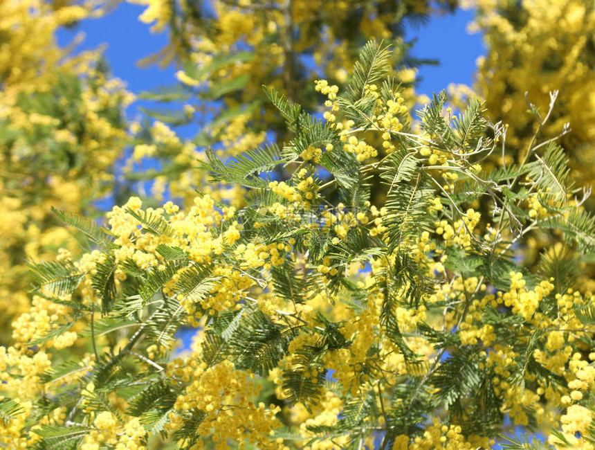 阿卡西亚树的Mimosa也称为意大利女Watt图片